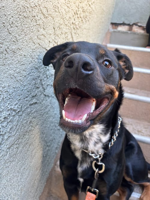 Photo of Silas, adoptable Rottweiler in Marina Del Rey, California