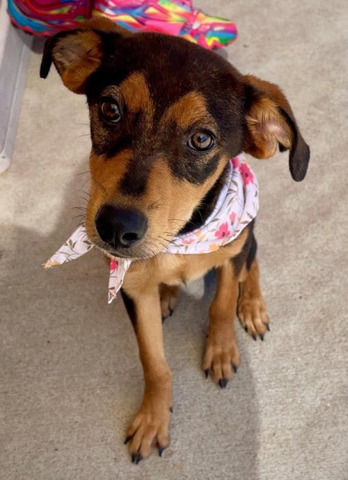 Photo of Guppy Puppy, adoptable Doberman Pinscher in Tulsa, Oklahoma
