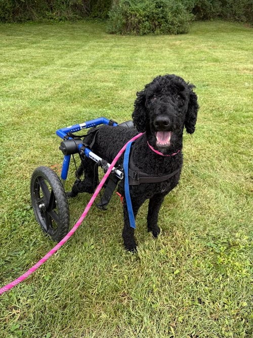 Photo of Doll, adoptable Poodle (Standard) in Shermans Dale, Pennsylvania
