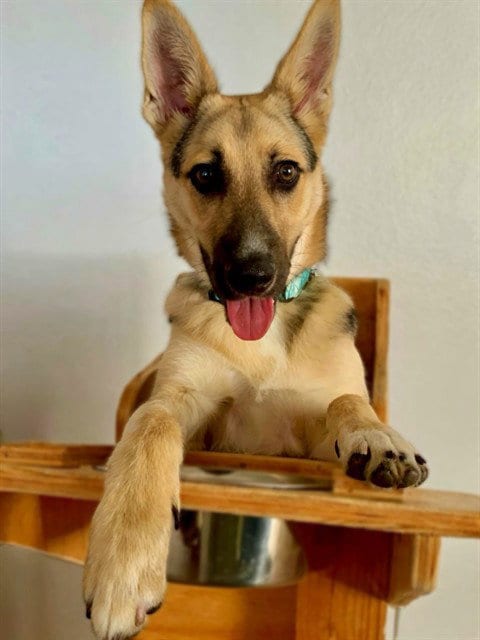Photo of Robby, adoptable German Shepherd Dog in Agoura, California