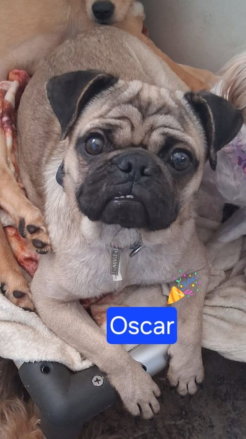 Photo of Oscar, adoptable Pug in San Diego, California