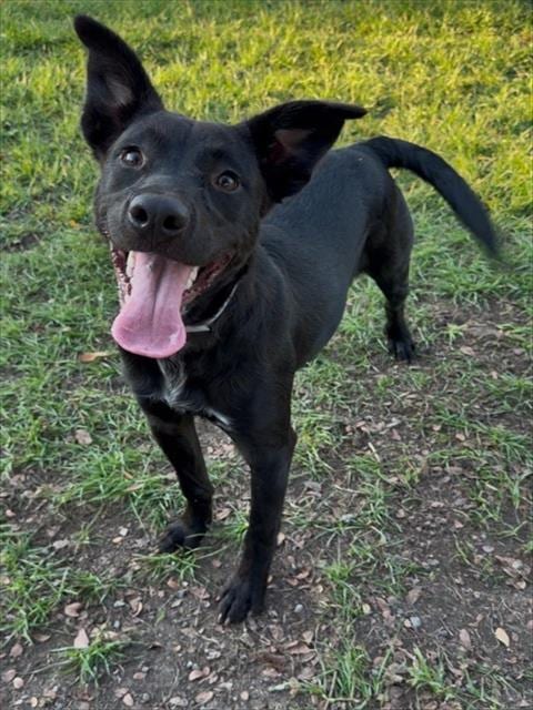 Photo of Sasha, adoptable Labrador Retriever in Conroe, Texas