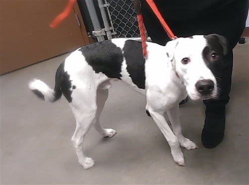 Photo of Junior, adoptable Labrador Retriever in Phoenix, Arizona
