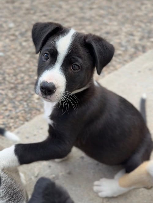 Photo of Kovu, adoptable Terrier in Bemidji, Minnesota