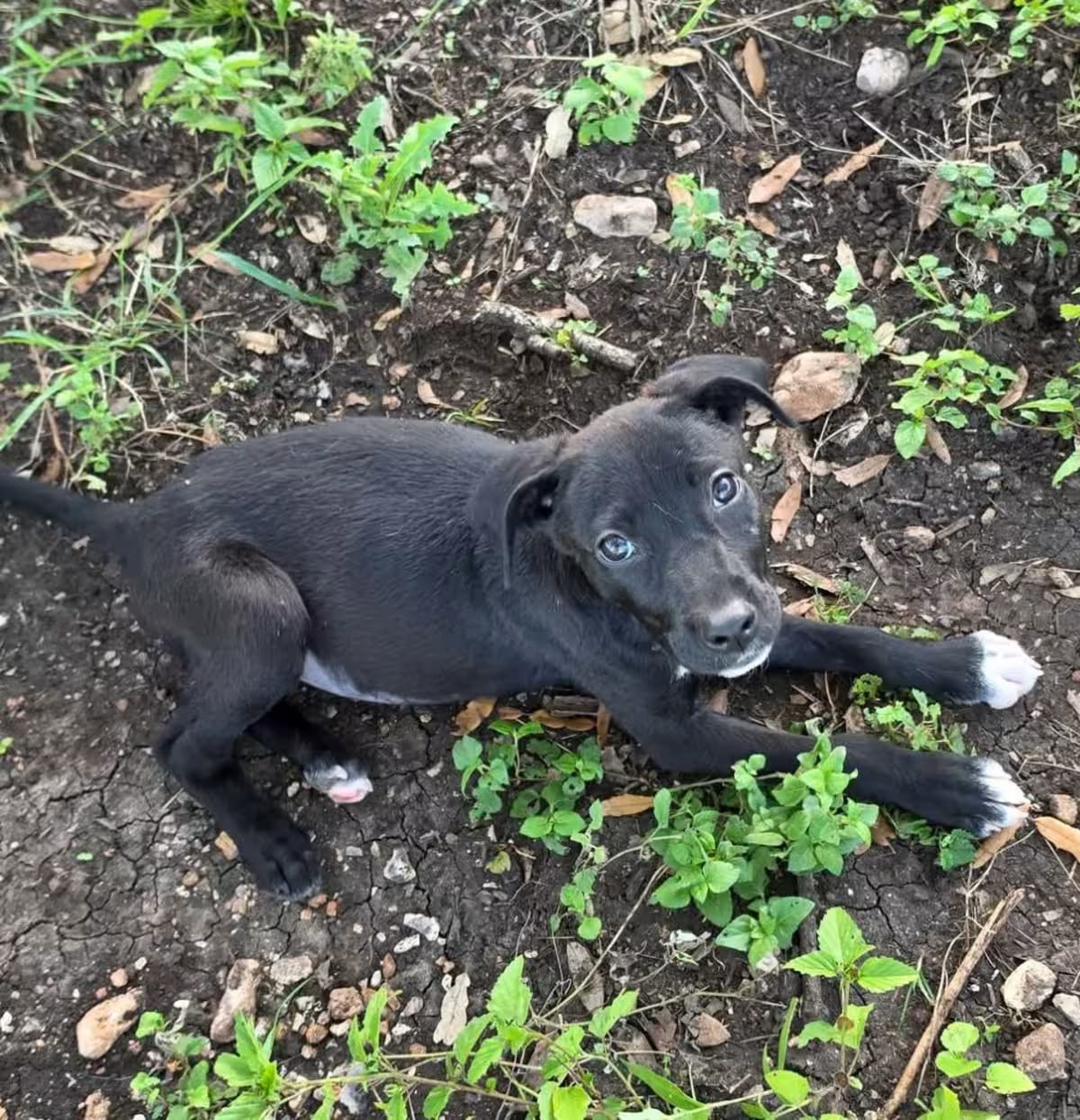 Photo of Regina JW, adoptable Australian Cattle Dog/Basenji in Baltimore, Maryland
