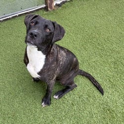 Photo of Biscuit 9328, adoptable Mixed Breed (Medium) in Loxahatchee, Florida