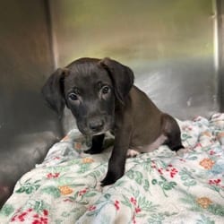Photo of Jada Reeves 3868, adoptable Hound (Unknown Type) in Loxahatchee, Florida