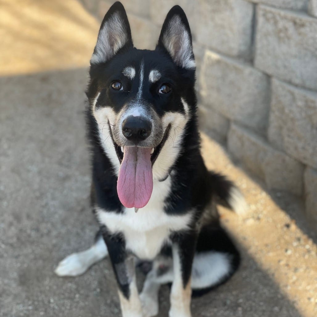 Photo of Blinky, adoptable Husky, Siberian / Mixed Breed (Medium) in Riverside, California
