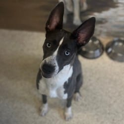 Photo of Eclipse, adoptable Mixed Breed (Medium) in Loxahatchee, Florida