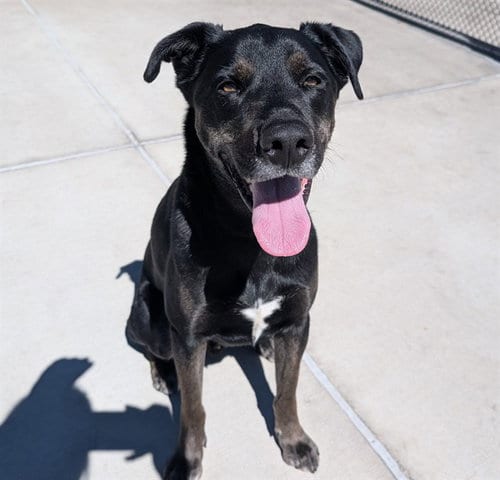 Photo of Journey, adoptable German Shepherd Dog in Denver, Colorado