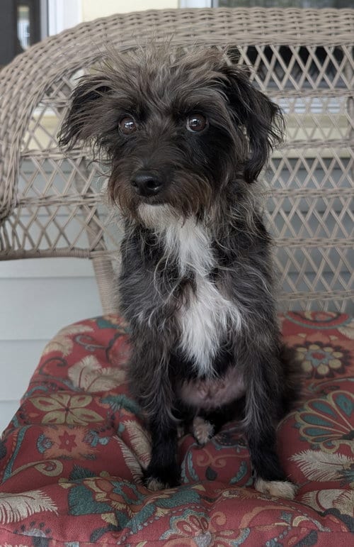 Photo of Daisy, adoptable Terrier in Stockport, Ohio