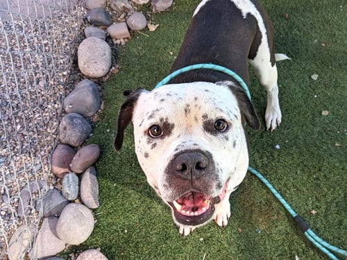Photo of Manchitas, adoptable American Pit Bull Terrier in Phoenix, Arizona