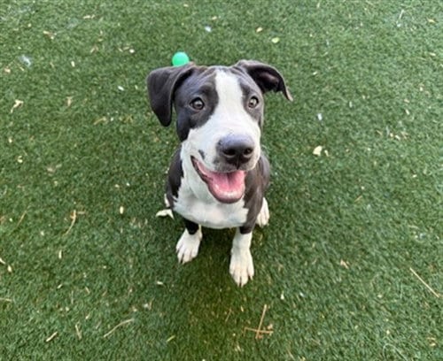 Photo of Roux, adoptable Pit Bull Terrier in Antioch, California