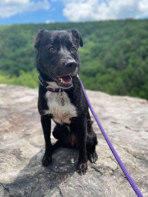 Photo of Ivy, adoptable Pit Bull Terrier in Baltimore, Maryland