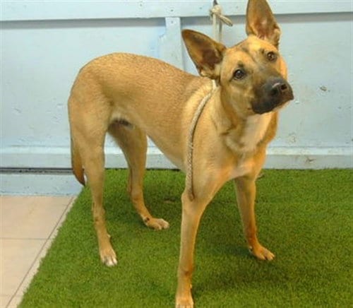 Photo of Worthy, adoptable German Shepherd Dog in Baldwin Park, California