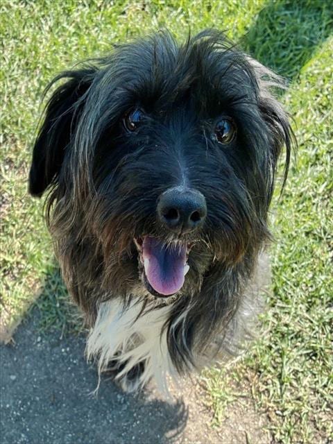 Photo of Boogi, adoptable Terrier in San Bernardino, California