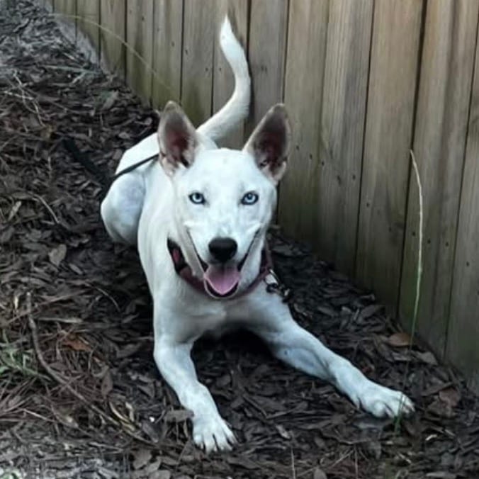Photo of Ice Queen, adoptable Shepherd in Summerville, South Carolina