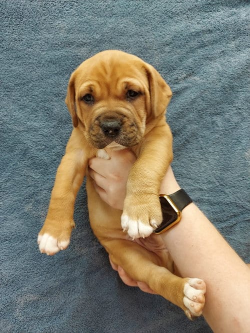 Photo of Kinsley, adoptable Labrador Retriever in Herndon, Virginia