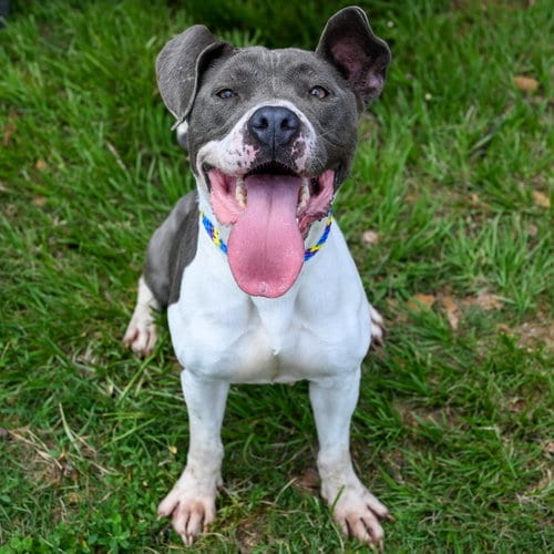 Photo of Renita, adoptable Terrier in Atlanta, Georgia