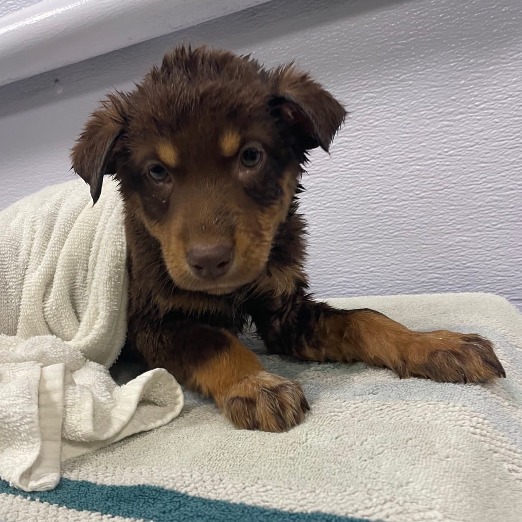 Photo of Fang, adoptable Cattle Dog / Shepherd, Australian in Spokane, Washington