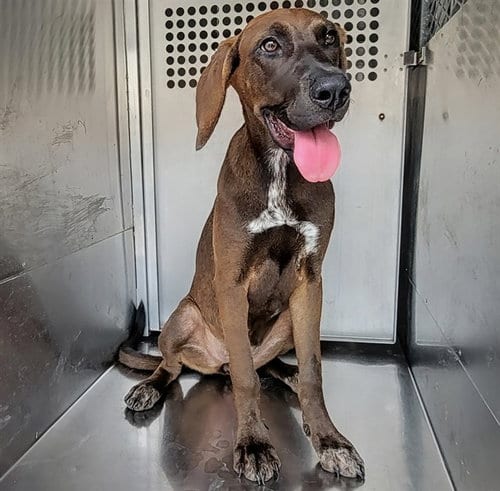 Photo of Pretty Aimee, adoptable Plott Hound in Garland, Texas