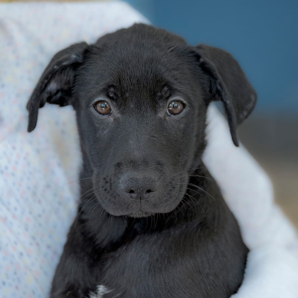 Photo of Toblerone (7), adoptable Retriever, Black Labrador / Mix in Chapel Hill, North Carolina