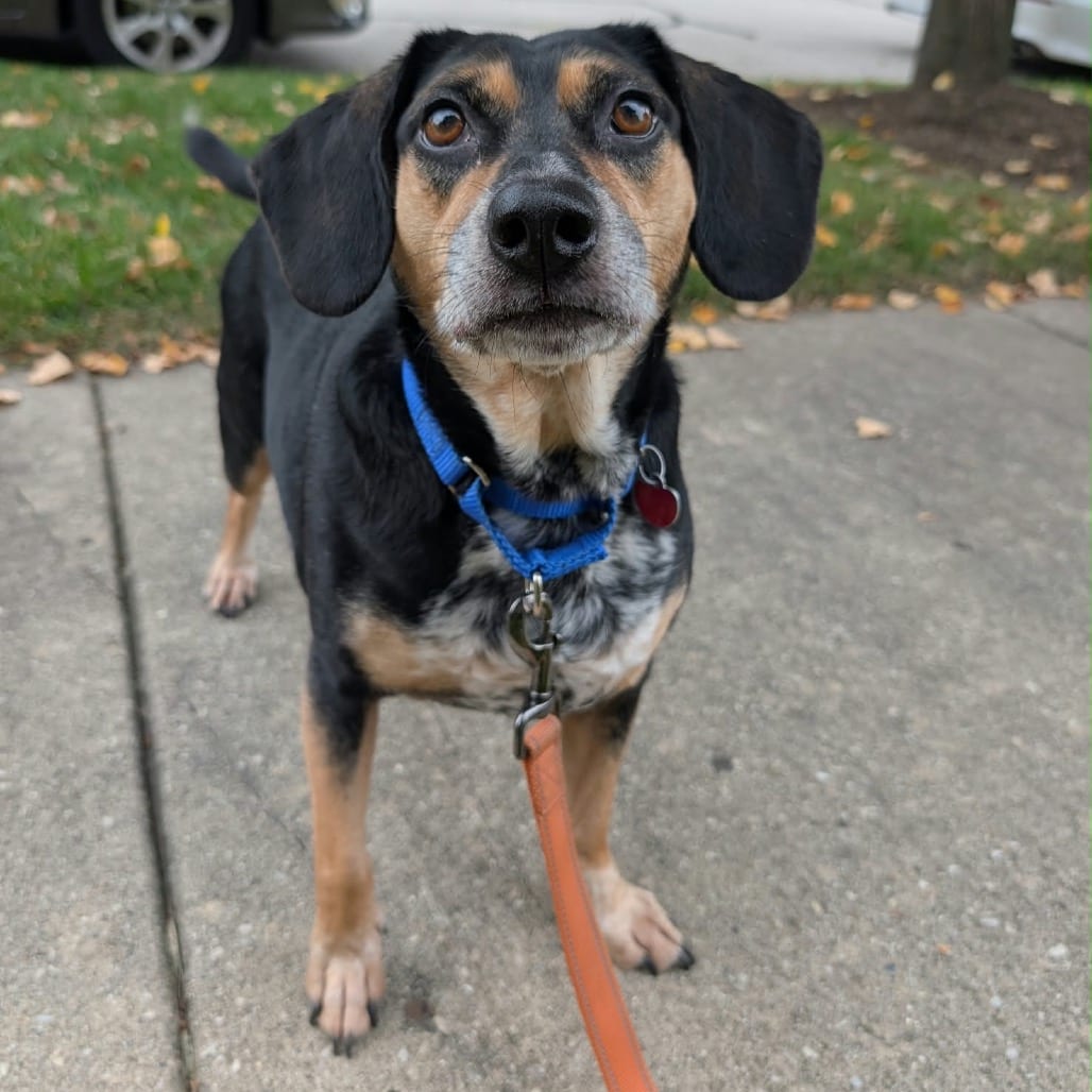 Photo of Momo, adoptable Beagle / Dachshund in Wheeling, Illinois