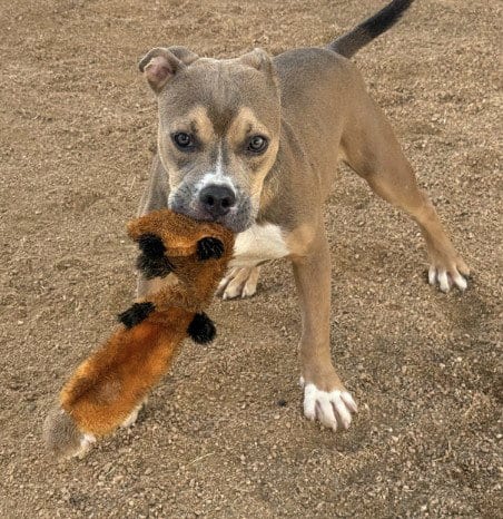 Photo of Harry Potter, adoptable American Bulldog in Killeen, Texas