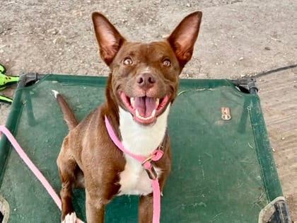 Photo of Nakoma, adoptable dog in Georgetown, Texas