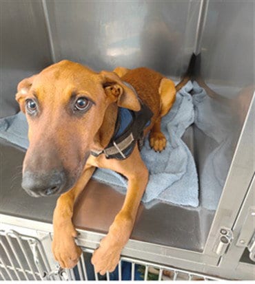 Photo of Chase, adoptable Doberman Pinscher in Baldwin Park, California