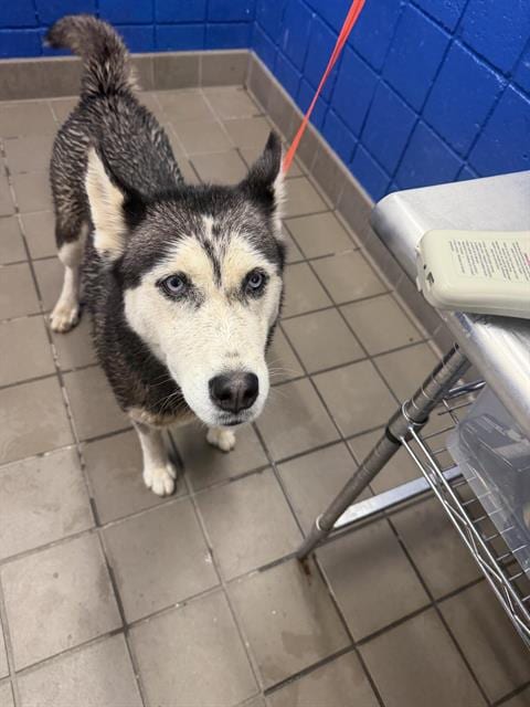 Photo of Kyara, adoptable Siberian Husky in Albuquerque, New Mexico
