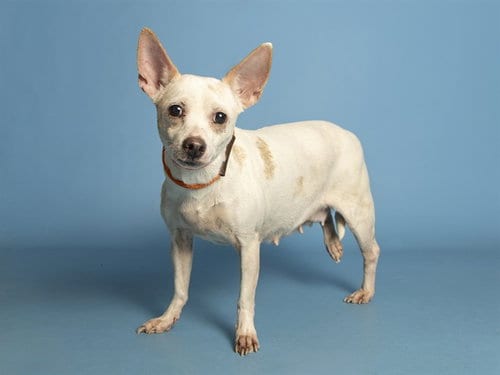 Photo of Tammy, adoptable Chihuahua in Phoenix, Arizona