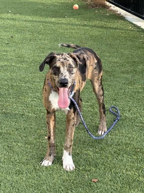 Photo of Marvel, adoptable Catahoula Leopard Dog in Baytown, Texas