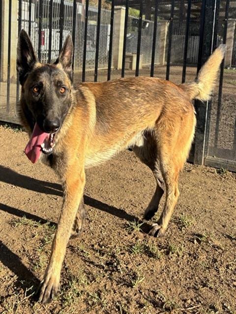 Photo of Dexter, adoptable Belgian Shepherd Malinois in Riverside, California