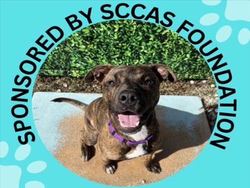 Photo of Gruffi, adoptable Pit Bull Terrier in Santa Cruz, California