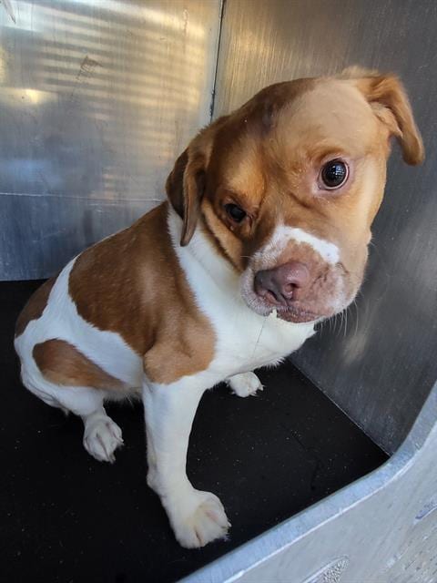 Photo of Wally, adoptable American Staffordshire Terrier in San Antonio, Texas
