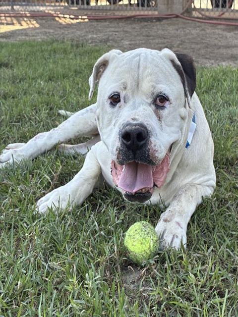 Photo of Baymax, adoptable Mastiff in Riverside, California