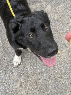 Photo of PR 52 Minnow, adoptable Labrador Retriever in Glen Allen, Virginia