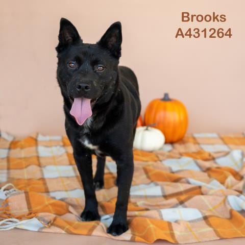 Photo of Brooks, adoptable Chinese Shar-Pei in Conroe, Texas
