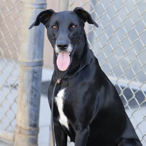 Photo of Uma, adoptable Labrador Retriever in Modesto, California