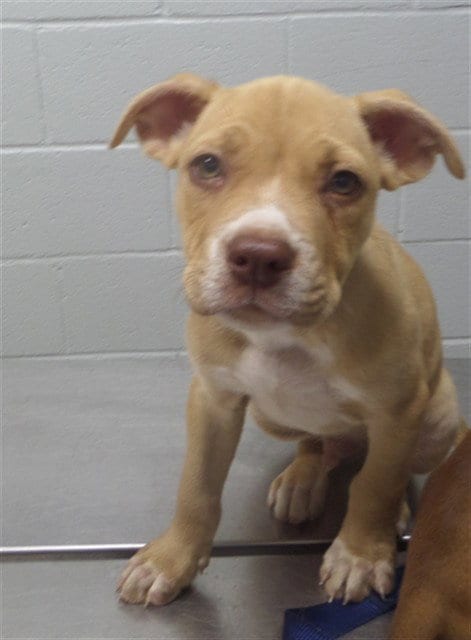 Photo of Michael, adoptable Pit Bull Terrier in Augusta, Georgia