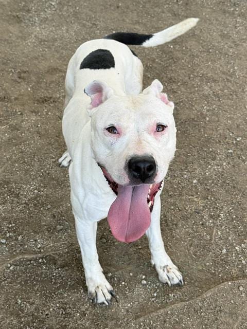 Photo of Bailey, adoptable Pit Bull Terrier in Riverside, California