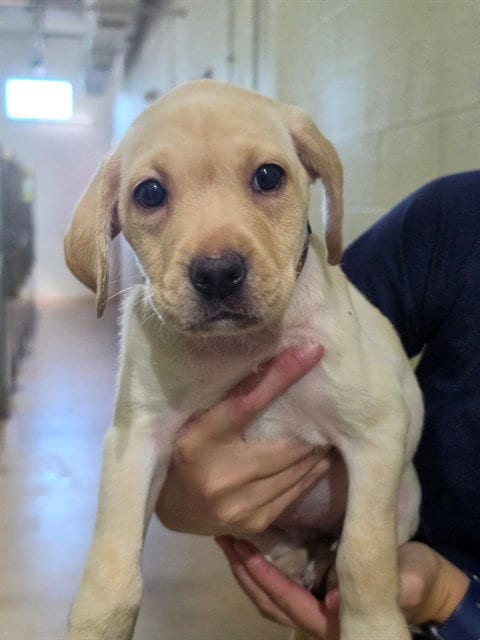 Photo of Aquata, adoptable Labrador Retriever in St Peters, Missouri