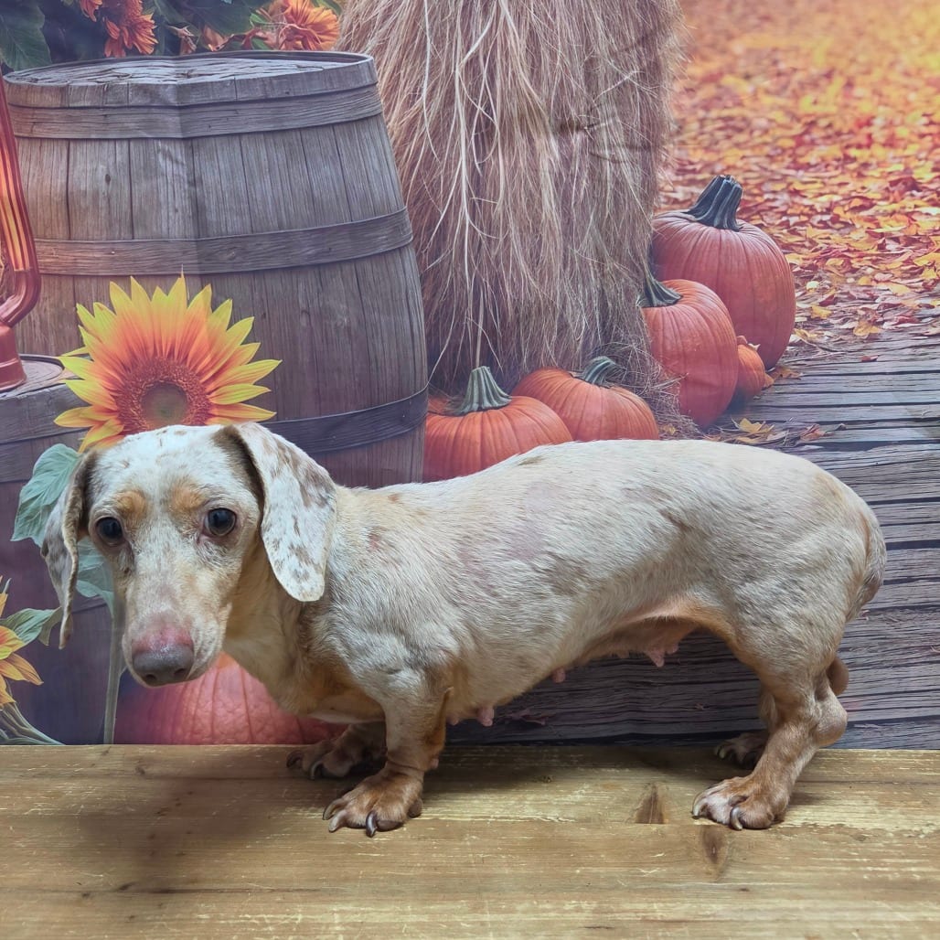 Photo of Nina, adoptable Dachshund in Normal, Illinois