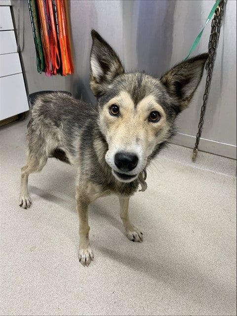 Photo of Marilyn, adoptable Husky in Fairbanks, Alaska