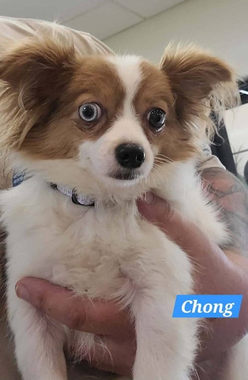 Photo of Chong, adoptable Chihuahua in St Clairsville, Ohio