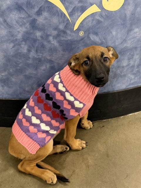Photo of Ursa, adoptable Belgian Shepherd Malinois in Bakersfield, California