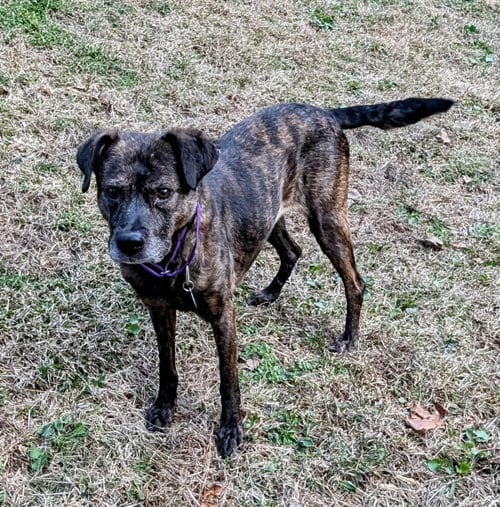 Photo of Zandra, adoptable Terrier in Roswell, Georgia