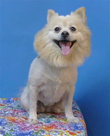 Photo of A5799983, adoptable Pomeranian in Gardena, California
