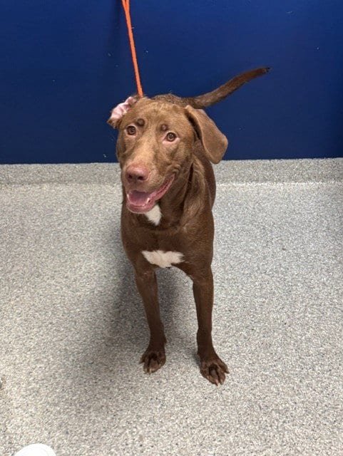 Photo of Violet, adoptable Weimaraner in Pasadena, Texas